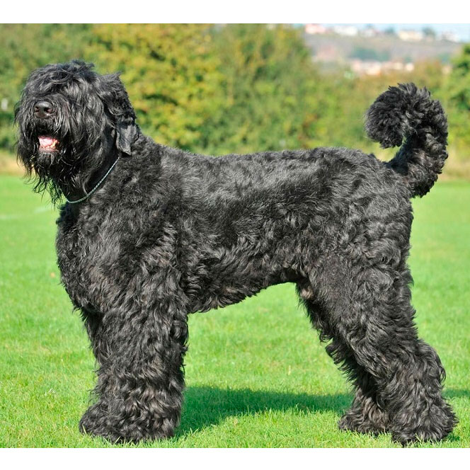 Черный терьер