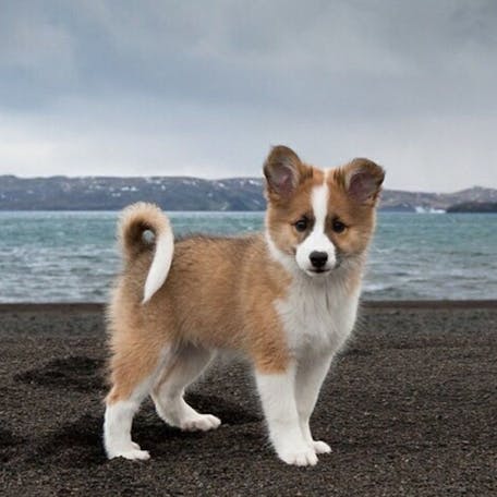 щенок породы Исландская собака