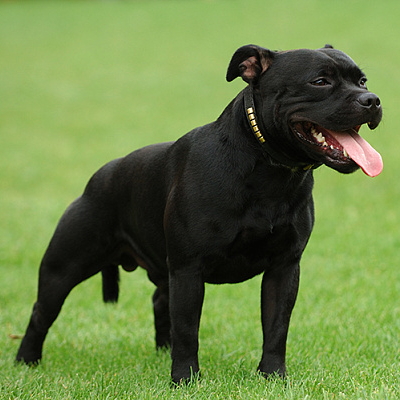 Стаффордширский бультерьер