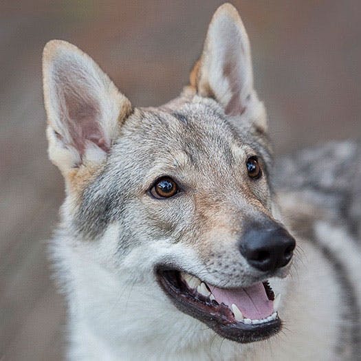 Чехословацкая волчья собака - преданный следопыт