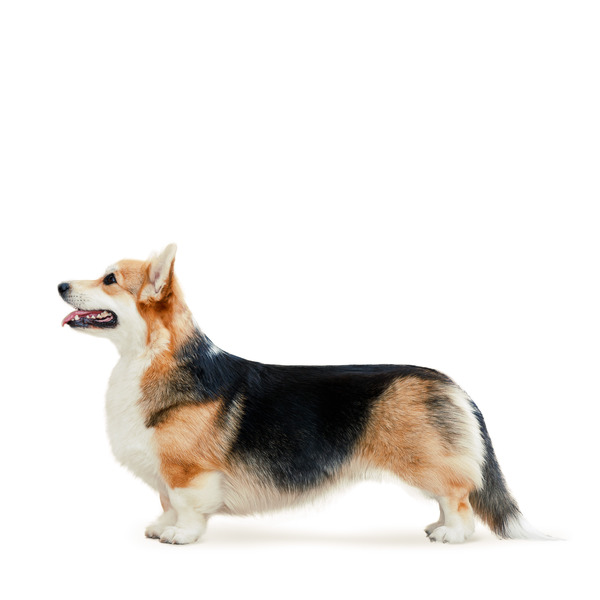 рост вельш-корги пемброк