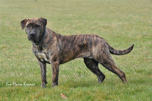 собака породы Уругвайский симаррон