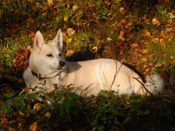 собака Норвежский бухунд