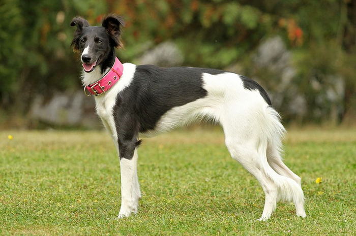 размер породы Шелковистый виндхаунд