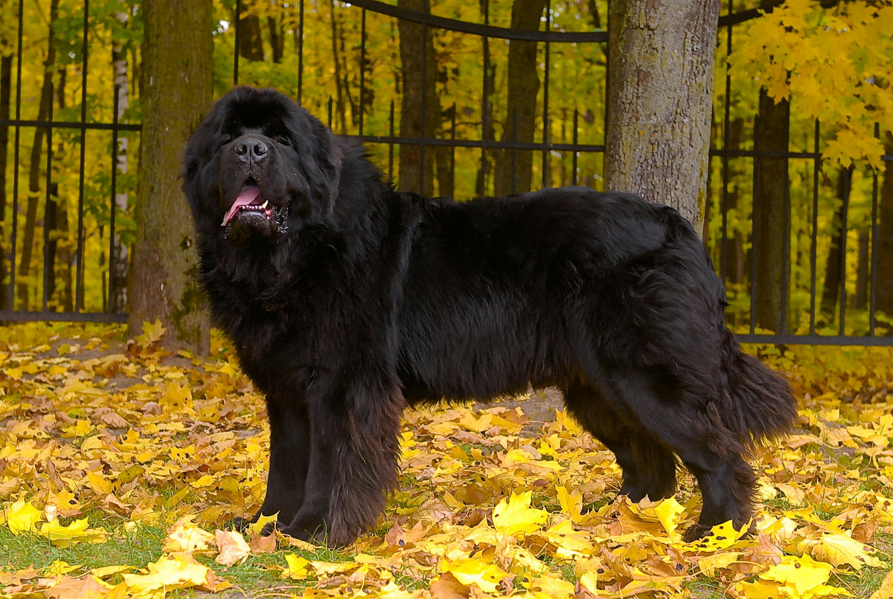 Собаки крупных пород черные. Ньюфаундленд собака. Ньюфаундленд (порода собак). Собака водолаз ньюфаундленд. Ньюфаундленд окрасы стандарт.