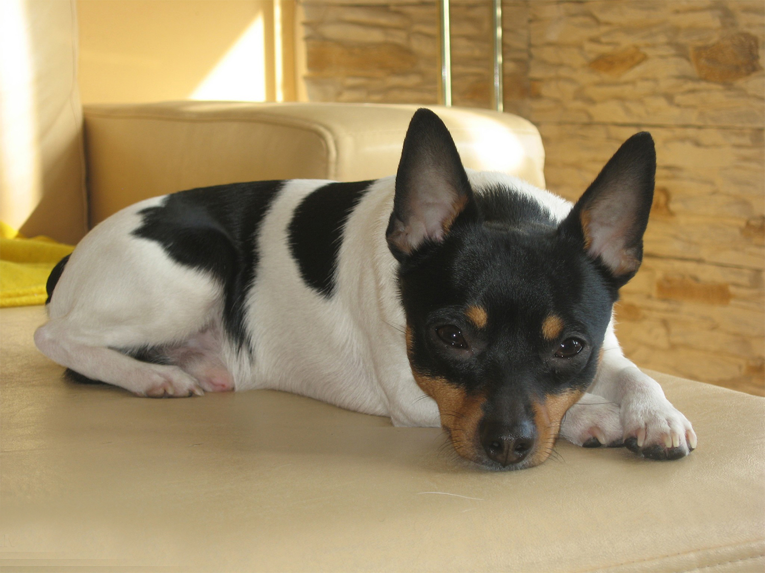 собака Той-фокстерьер