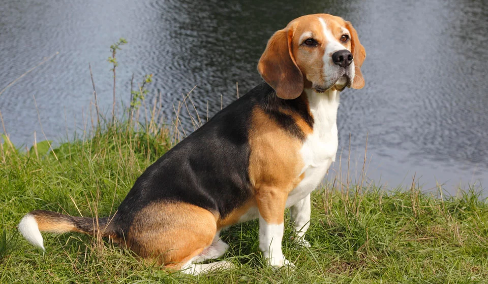 бигль на прогулке