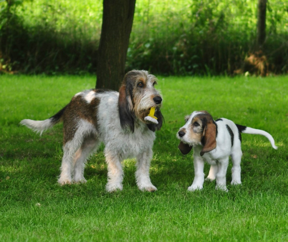 размер породы Малый вандейский бассет-гриффон