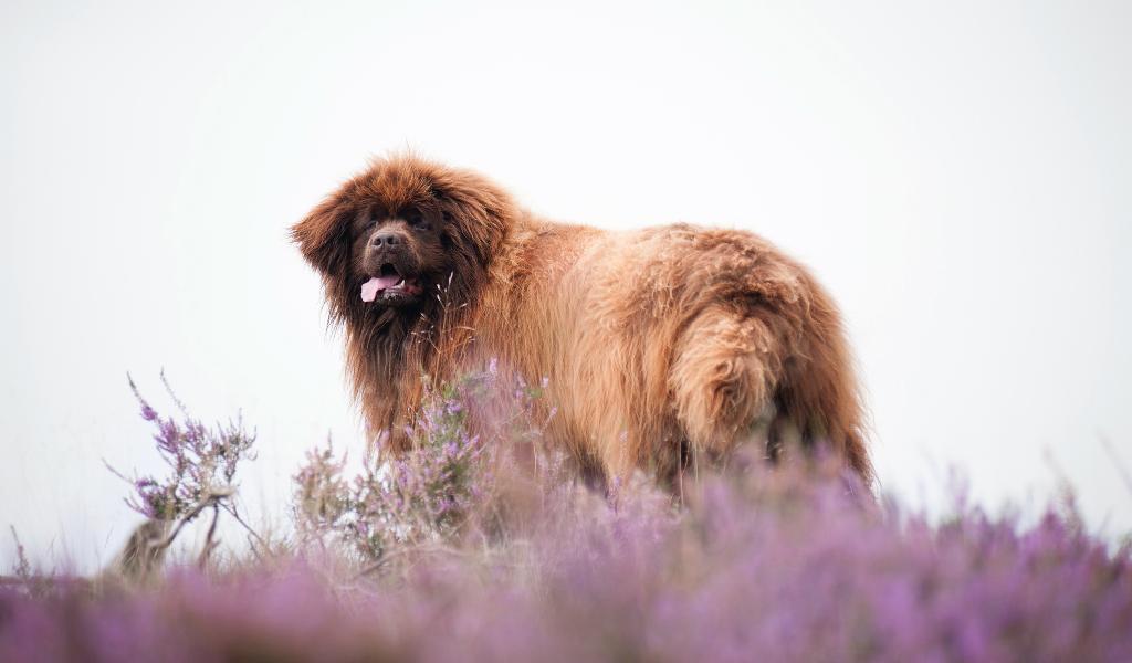 собака породы Ньюфаундленд