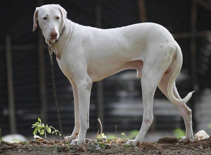 фото породы Раджапалайям