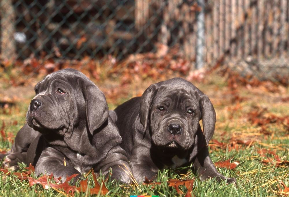 щенки породы Неаполитанский мастиф