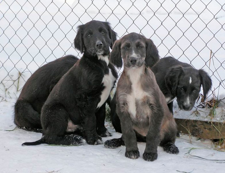 щенки породы Тайган