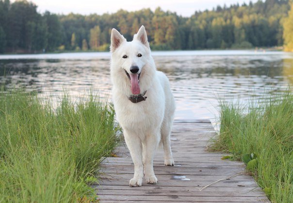 Шведский белый элкхунд