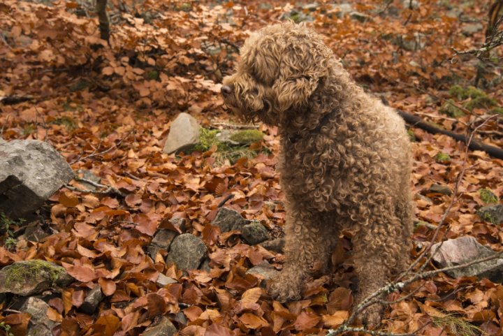 окрас породы Ирландский водяной спаниель