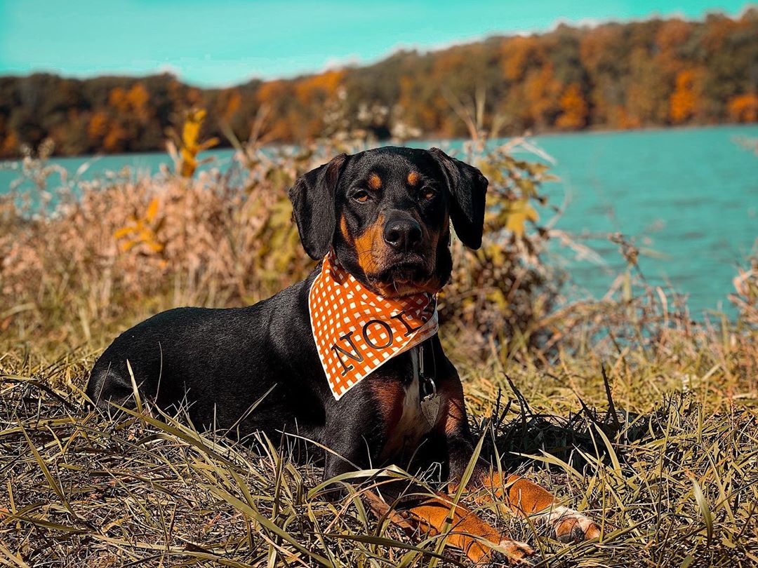 окрас породы Трансильванская гончая