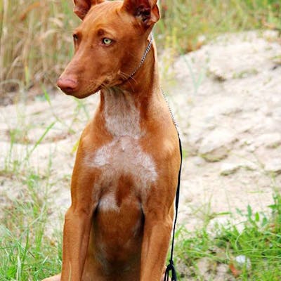 фото породы Фараоновая собака