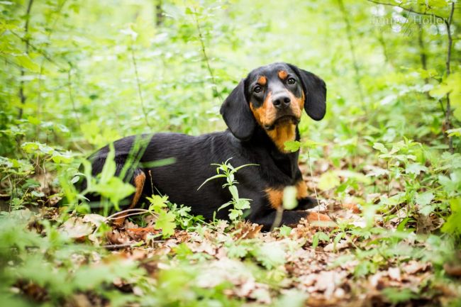 фото пророды Словацкий копов