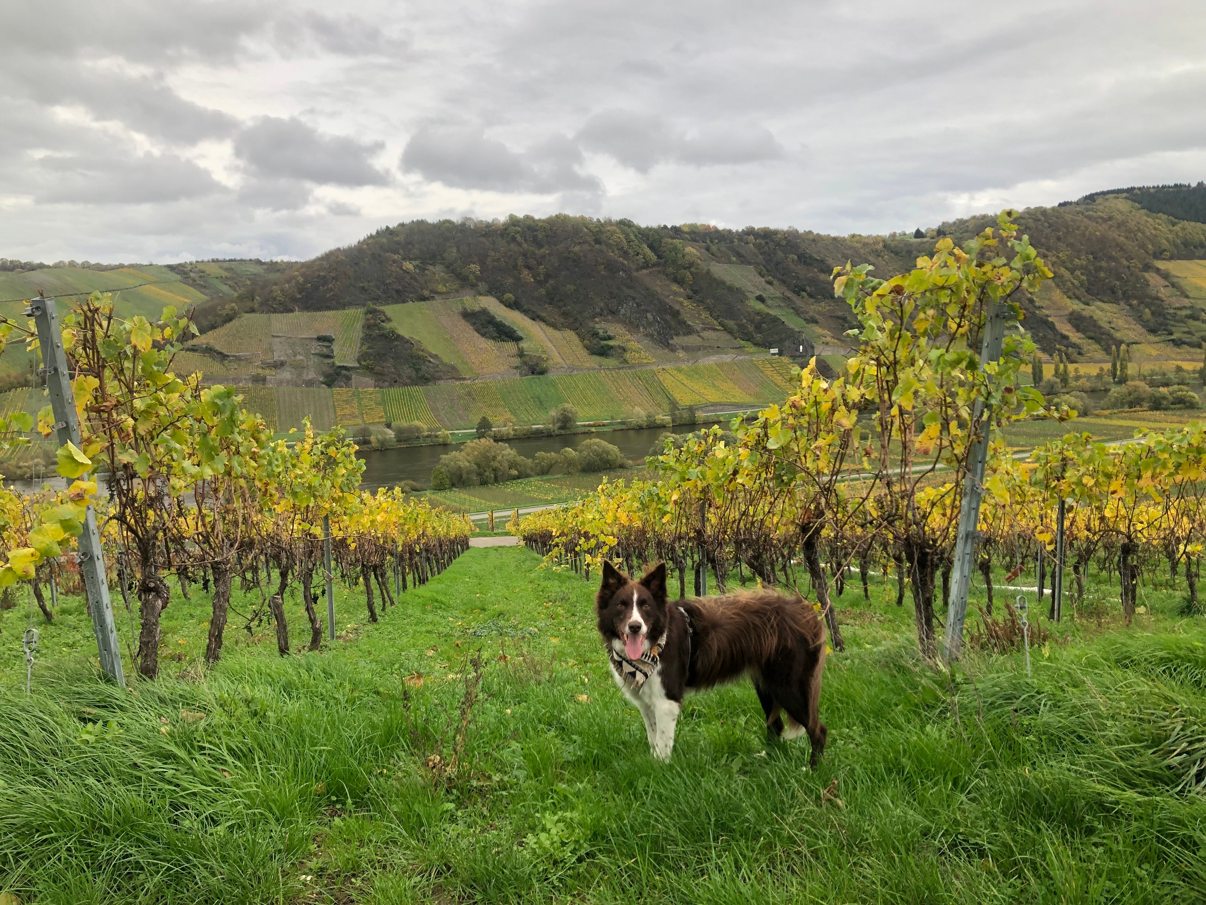 kenzothebordercolliedog