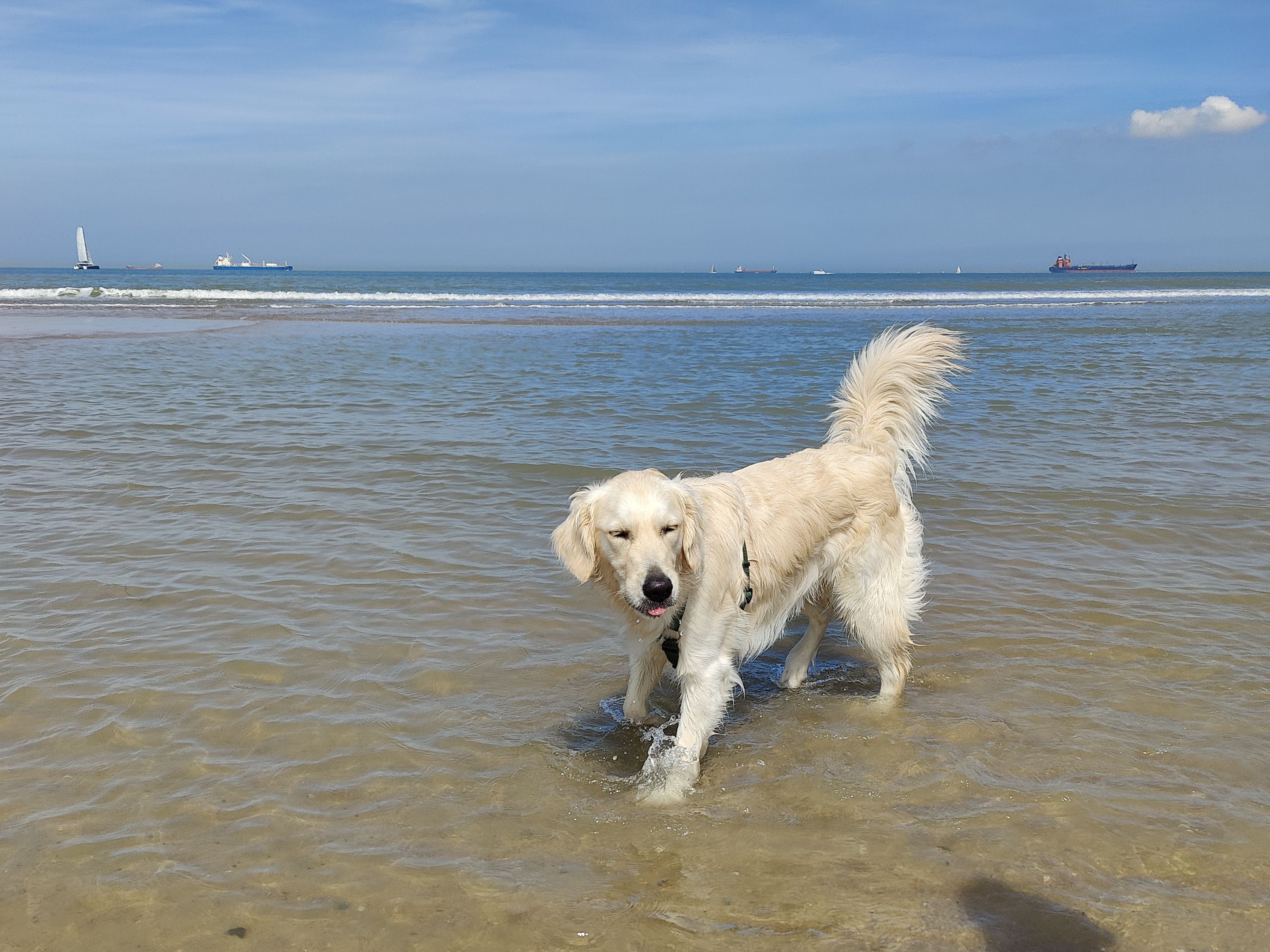 thegoldenlillypupper