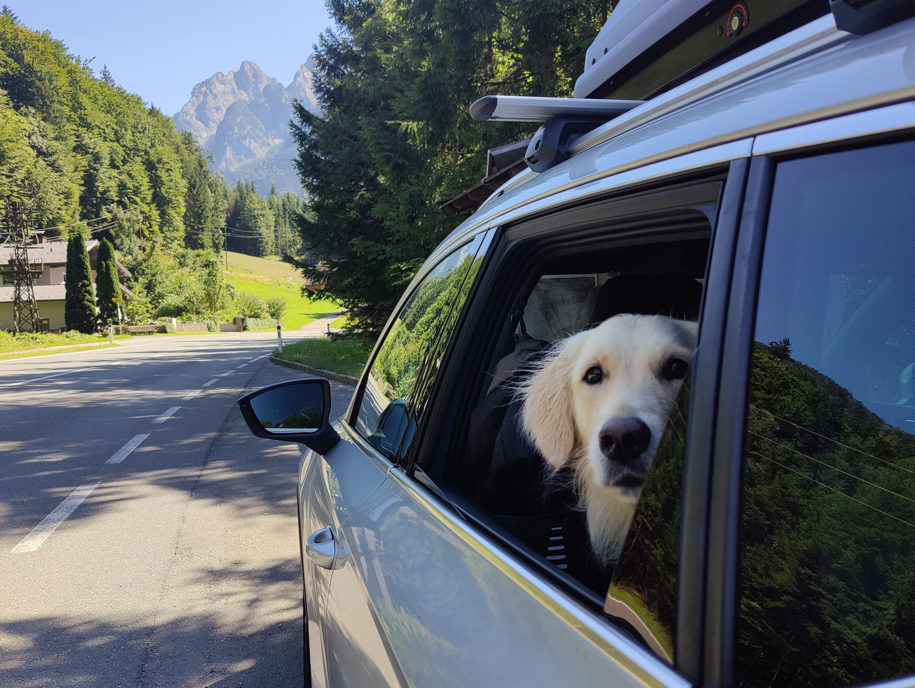 thegoldenlillypupper