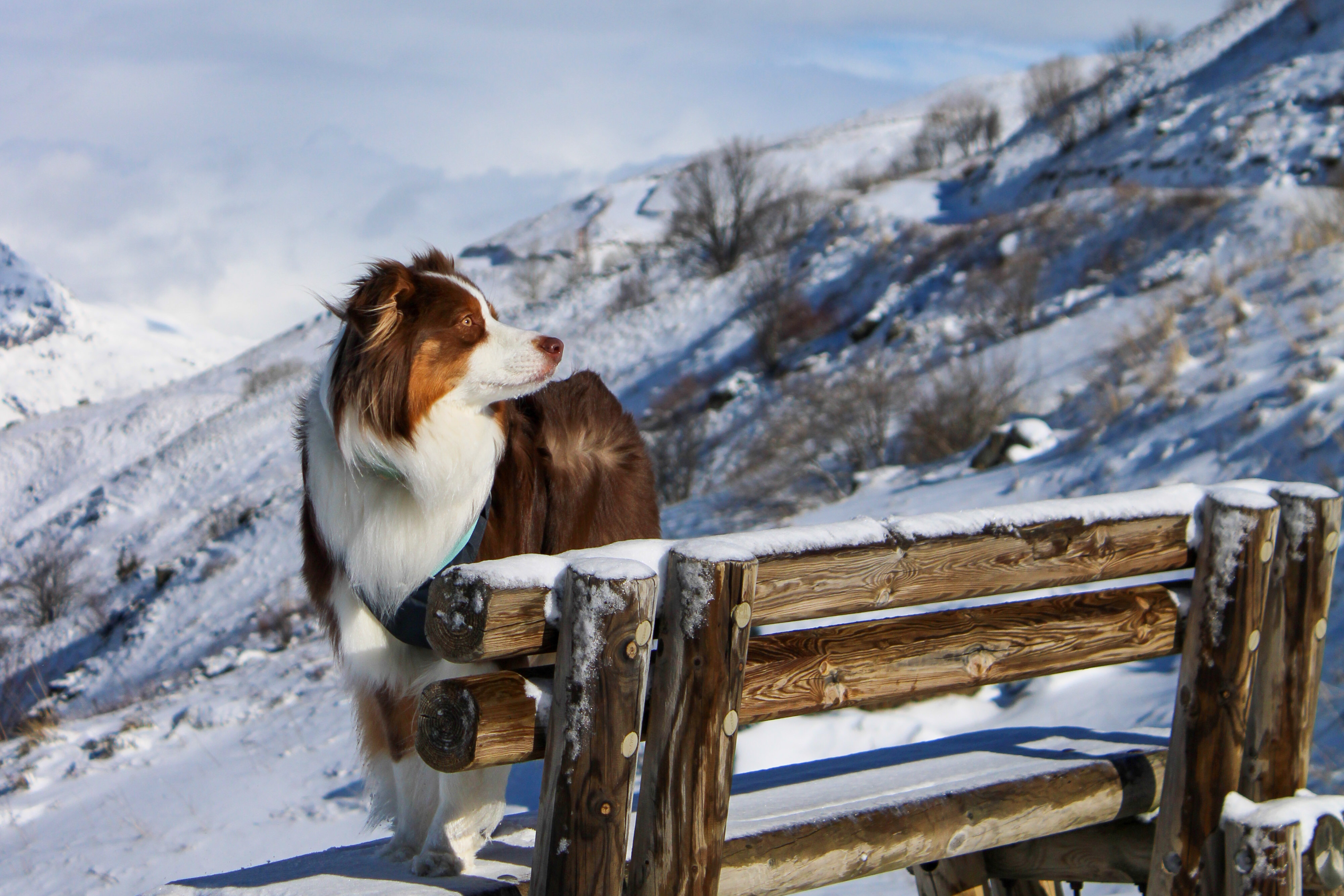 the_adventures.of_alice