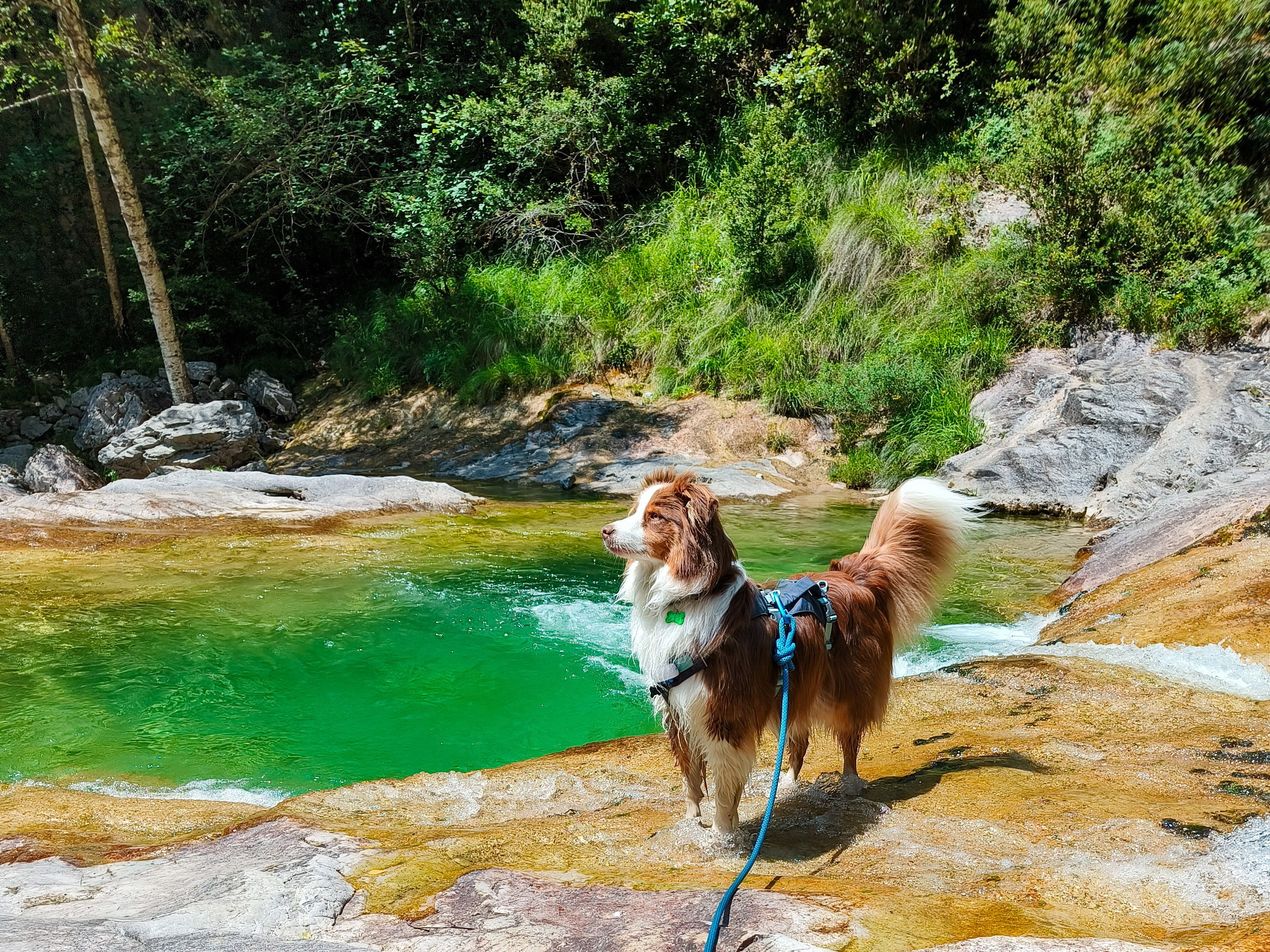 the_adventures.of_alice