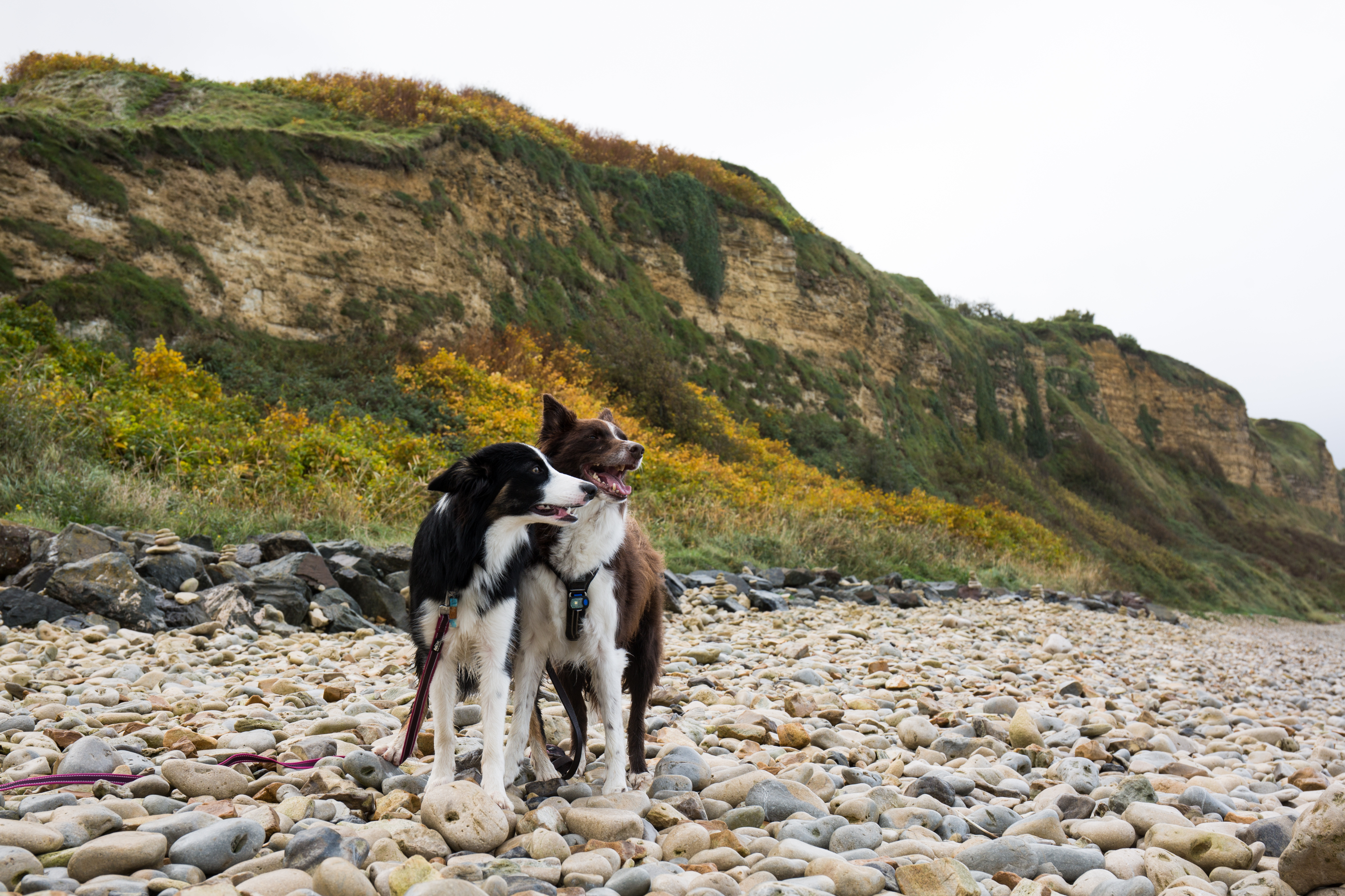 kenzothebordercolliedog