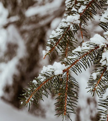 Ramo di abete coperto di neve