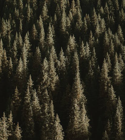 Boschi di abeti e pini nelle Dolomiti