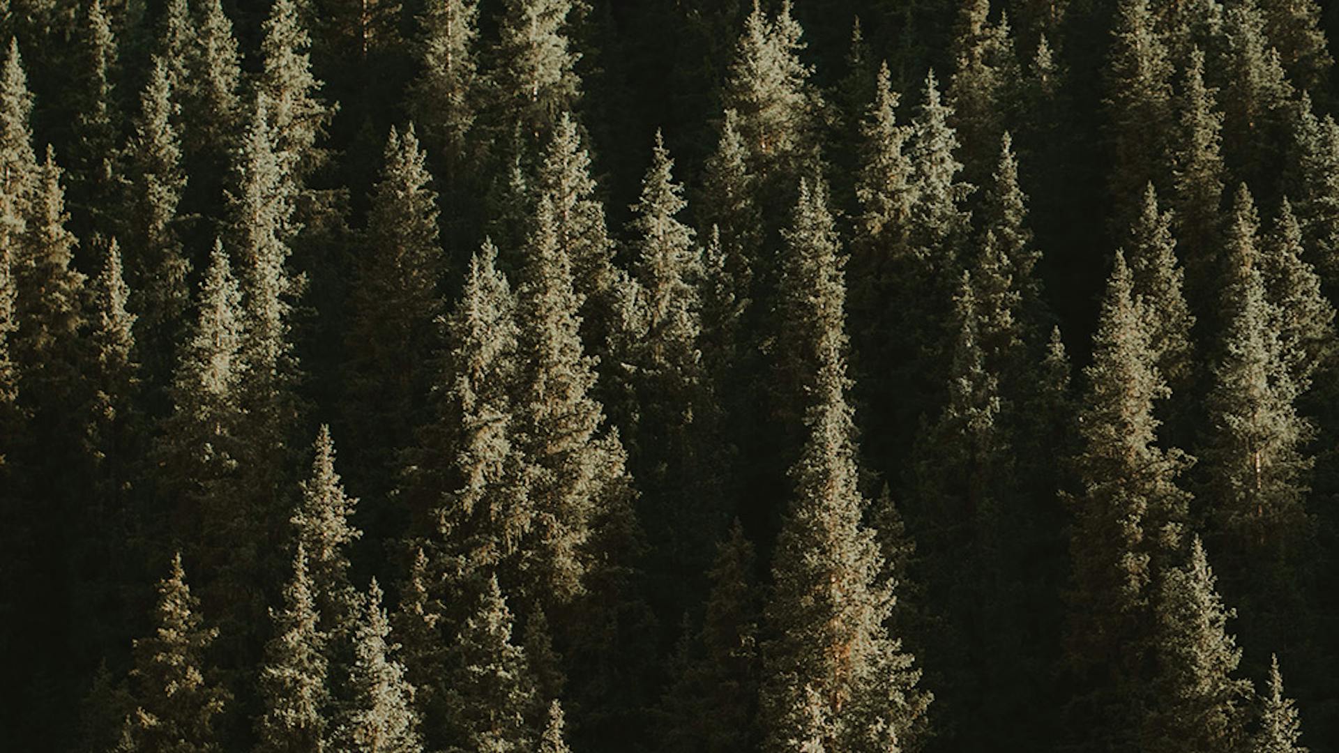 Boschi di abeti e pini nelle Dolomiti