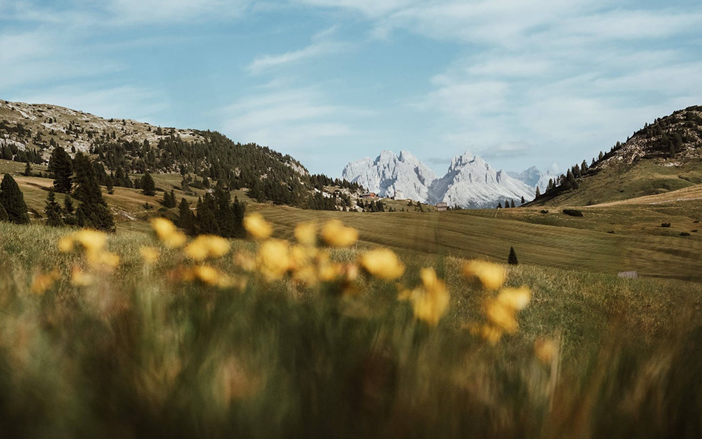 Foto paesaggio prato fiorito nelle Dolomiti