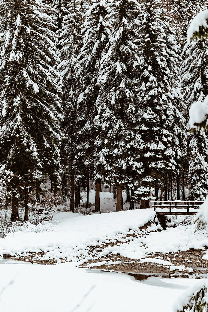Bosco alpino invernale nelle Dolomiti