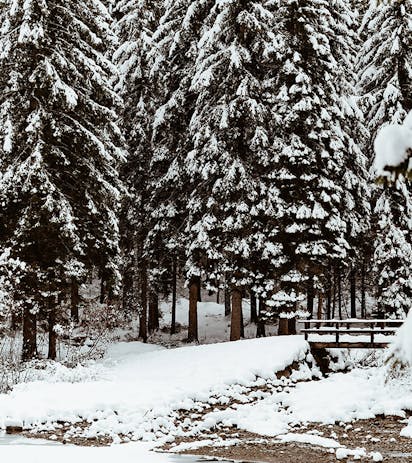 Bosco alpino invernale nelle Dolomiti