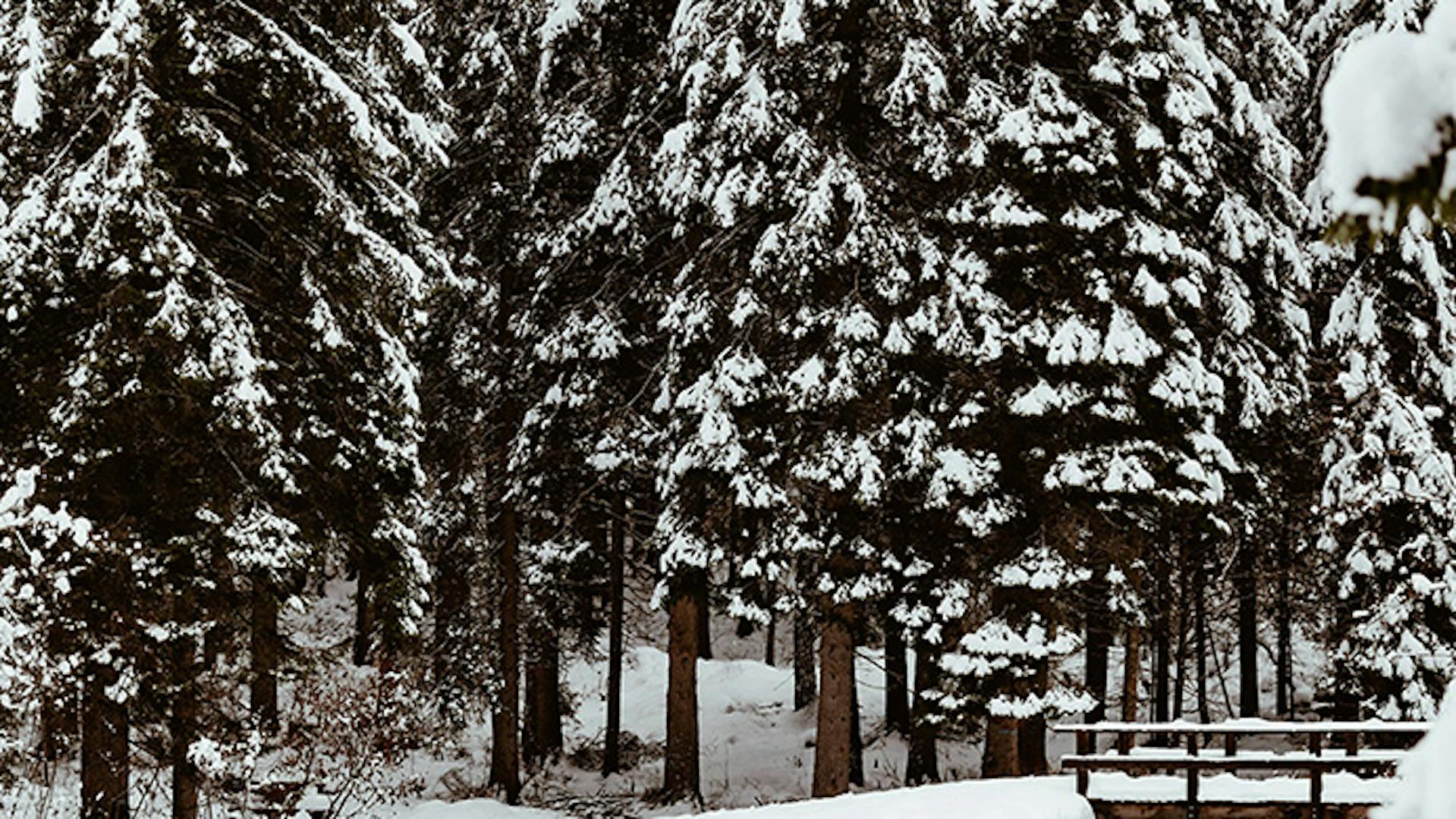 Bosco di abeti e pini innevato nelle Dolomiti