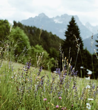 Prato fiorito alpino con montagne delle Dolomiti