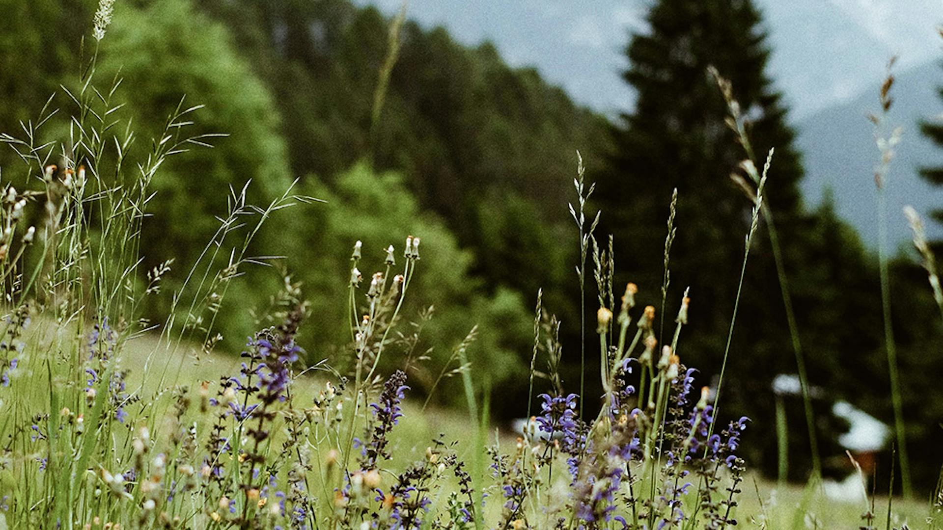 Prato fiorito alpino con montagne delle Dolomiti