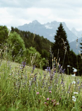 Prato fiorito del Col di Lana in Dolomiti, escursione panoramica