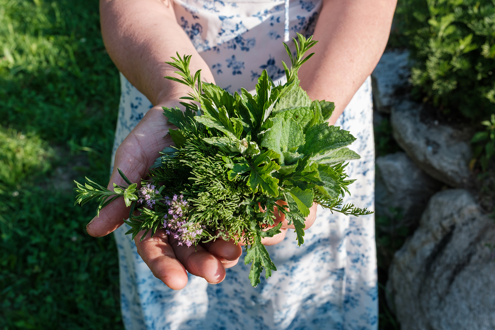 raccolta erbe aromatiche hotel dolomea