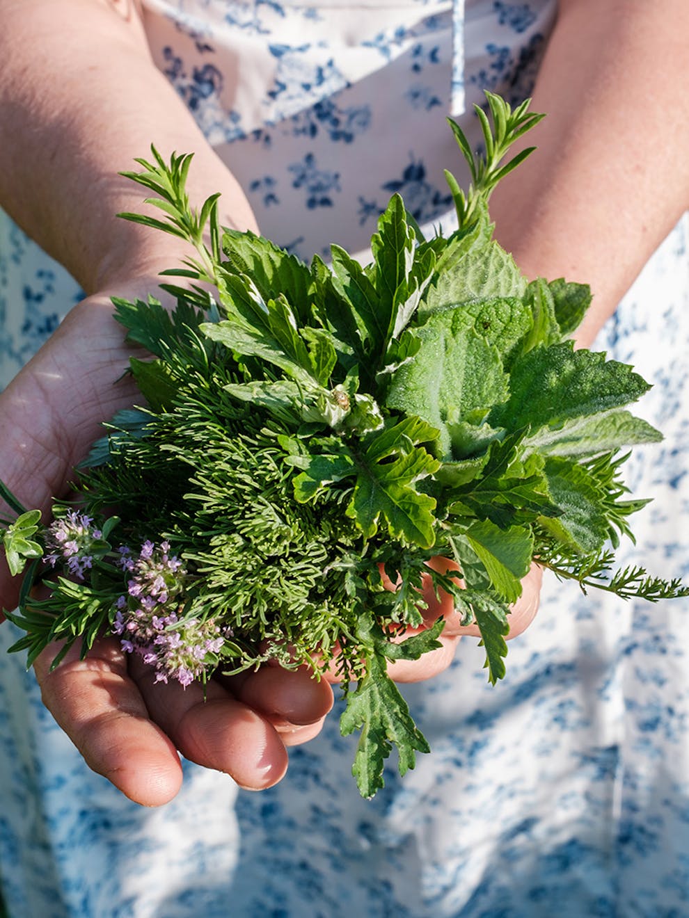 raccolta erbe aromatiche hotel dolomea