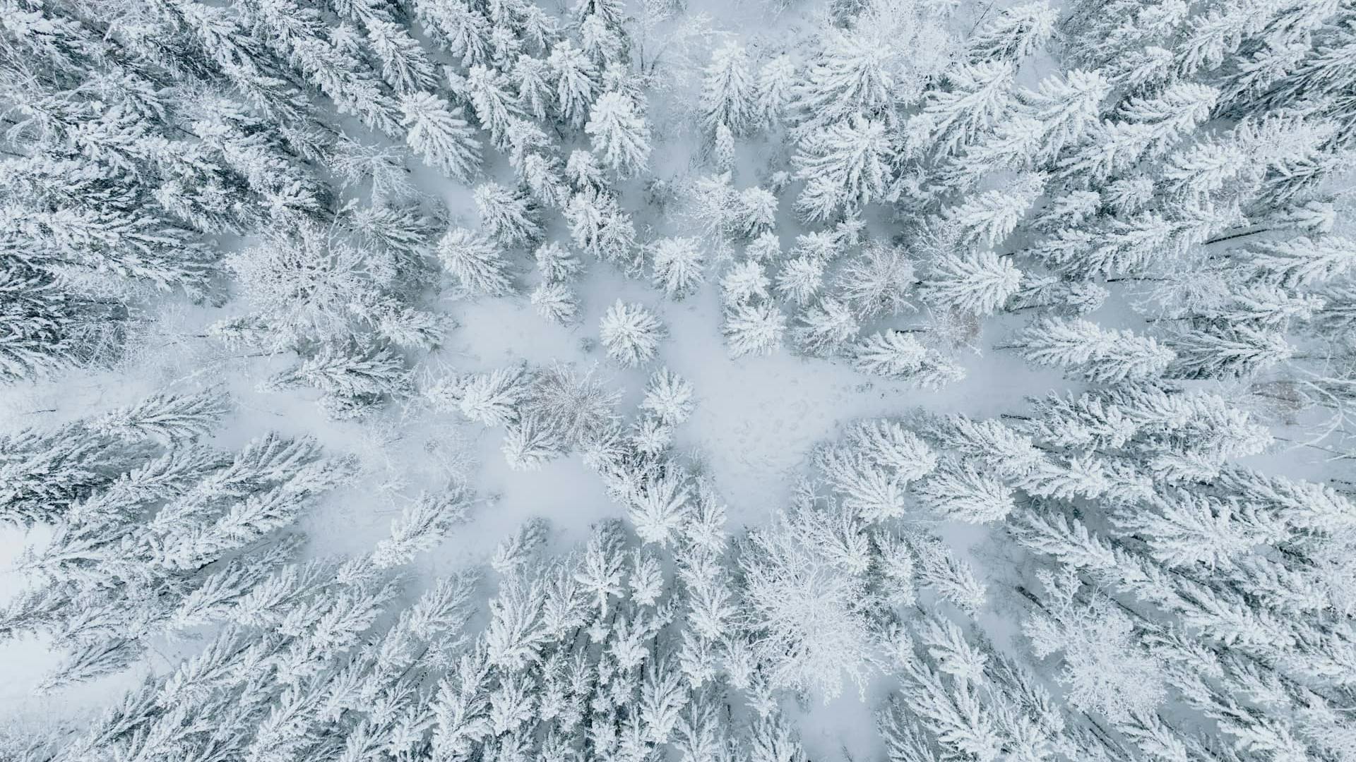 Paesaggio invernale con abeti pini e neve