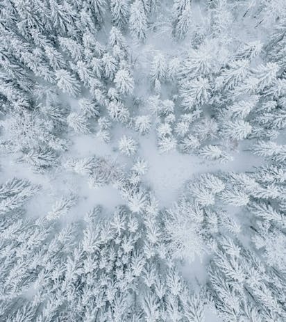 Paesaggio invernale di abeti e pini con neve