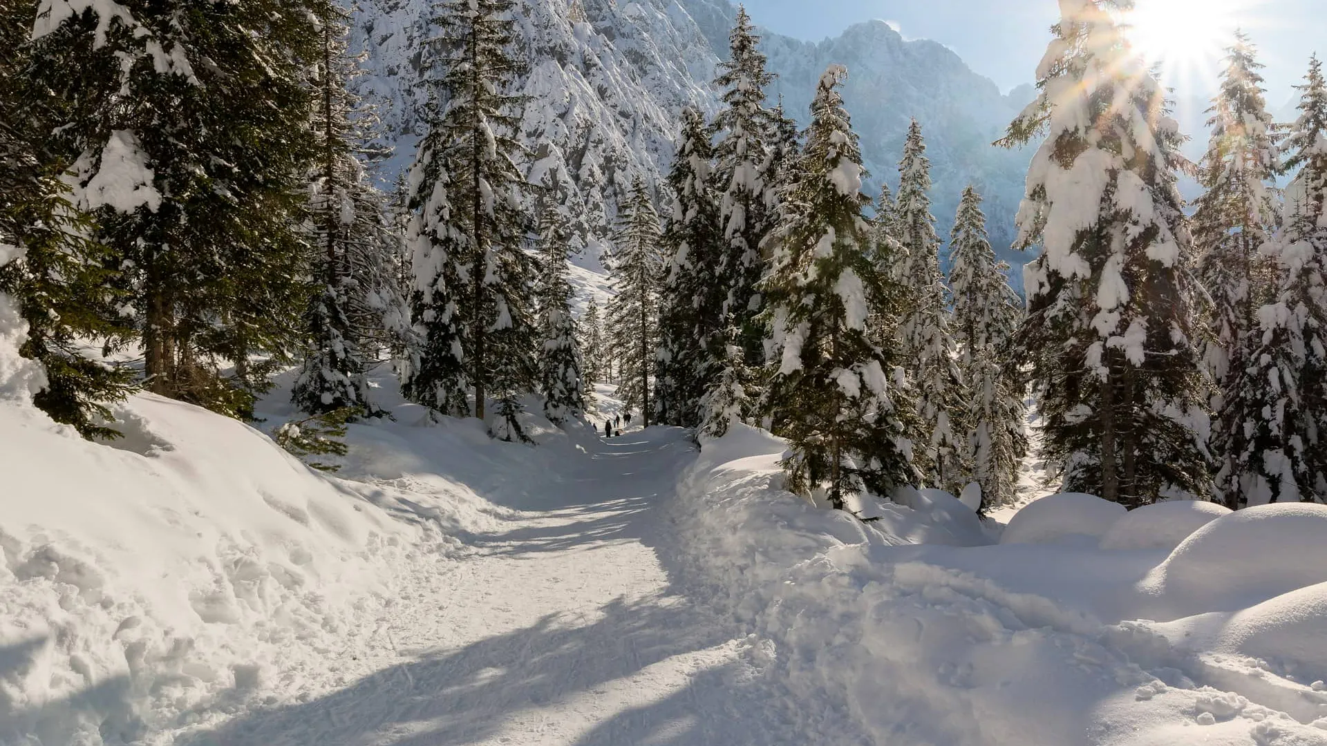 Pista per slittino in bosco innevato delle Dolomiti