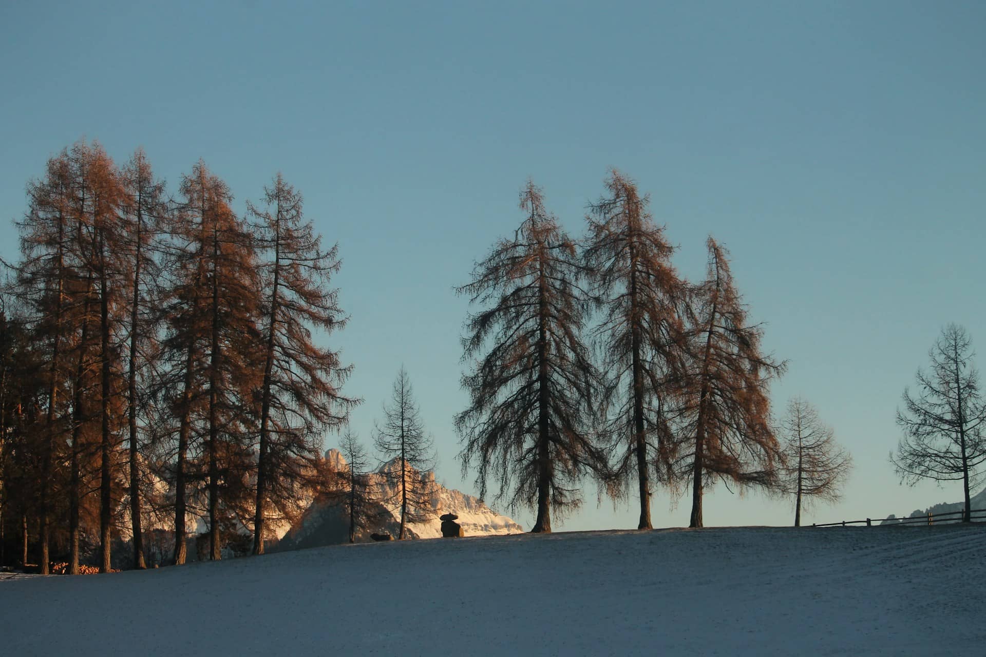 Paesaggio invernale nelle Dolomiti con abeti e pini