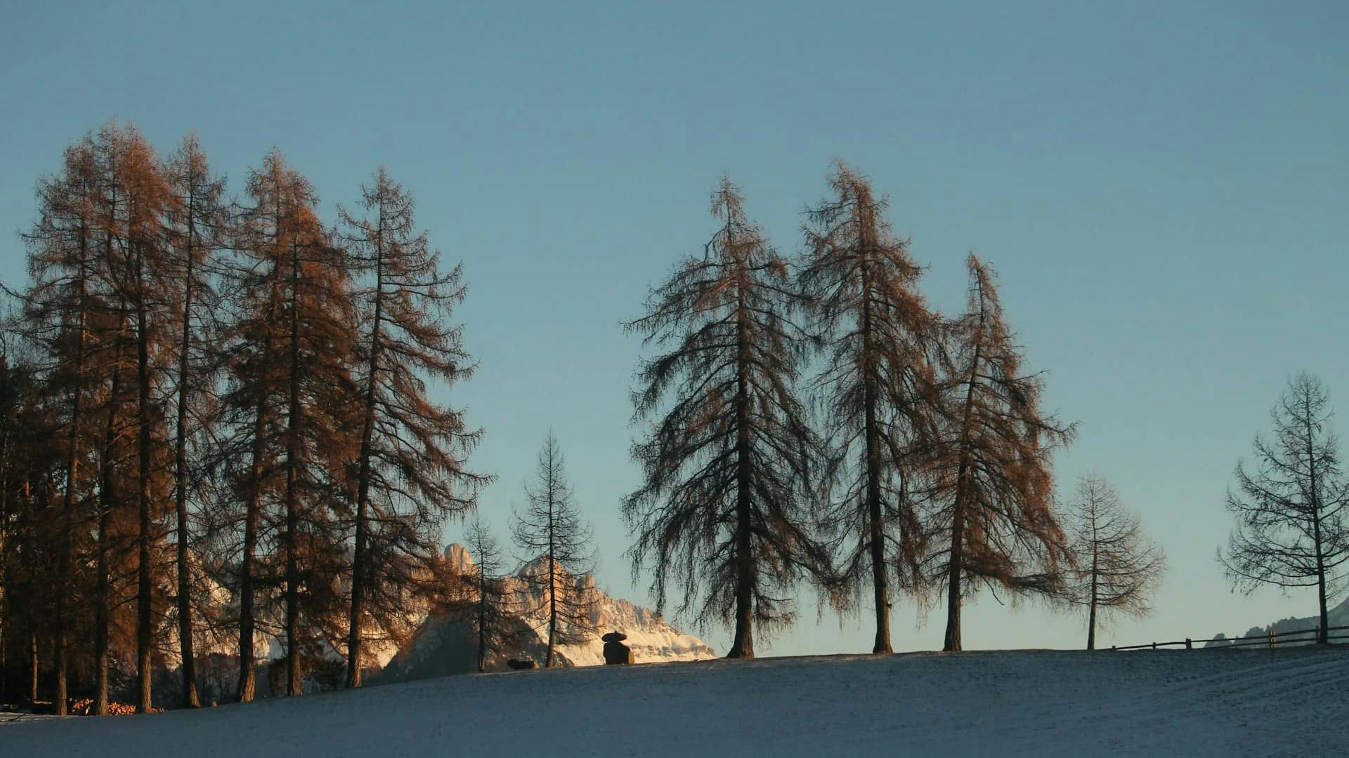 Paesaggio invernale nelle Dolomiti con abeti e pini