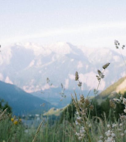 Foto estiva di prato di fiori in montagna nelle Dolomiti