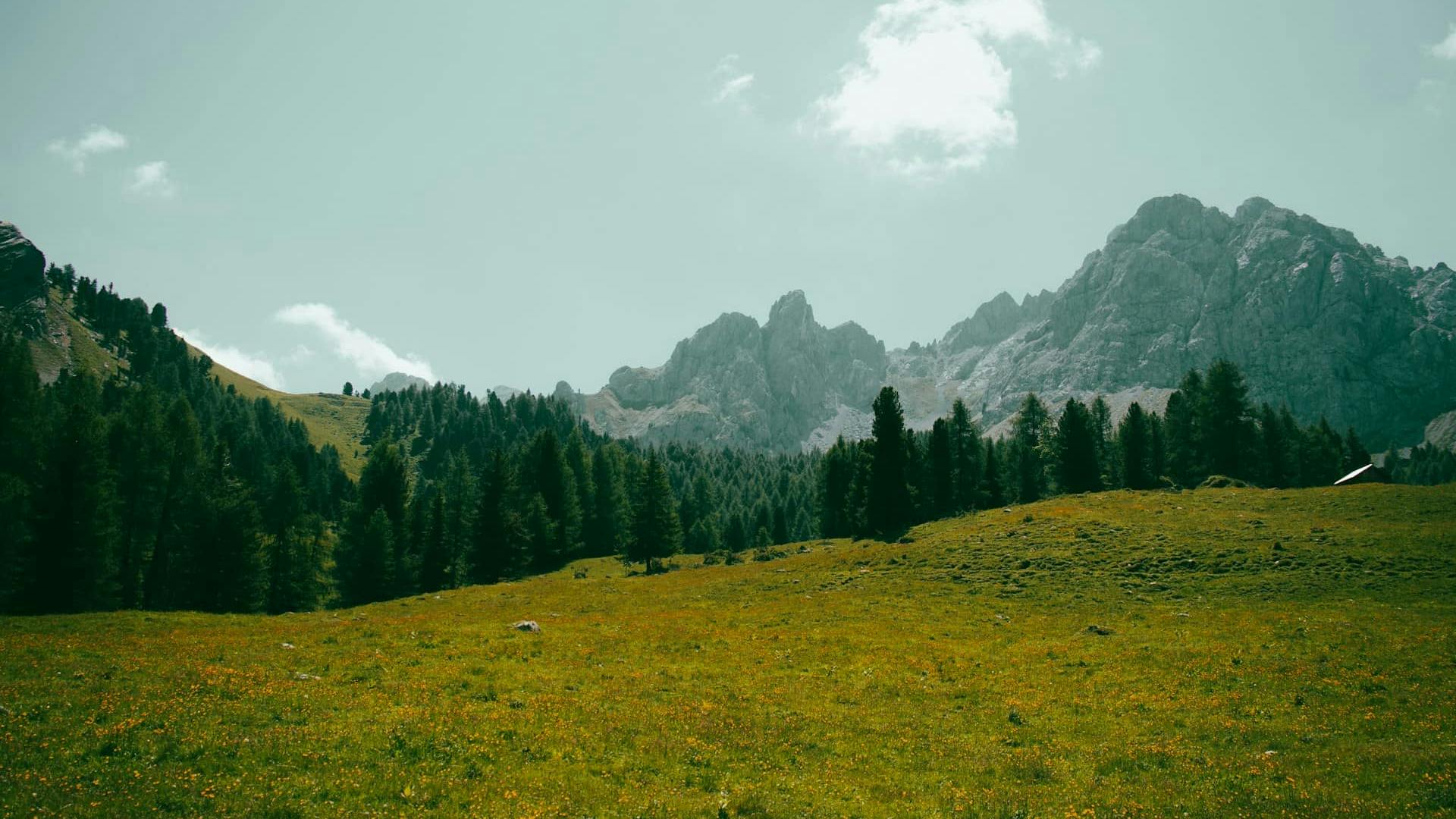 Prato estivo nelle Dolomiti