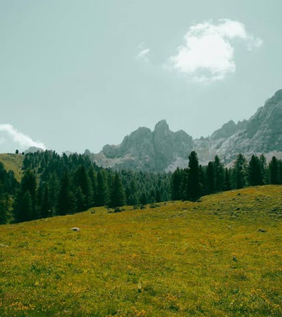 Prato estivo nelle Dolomiti