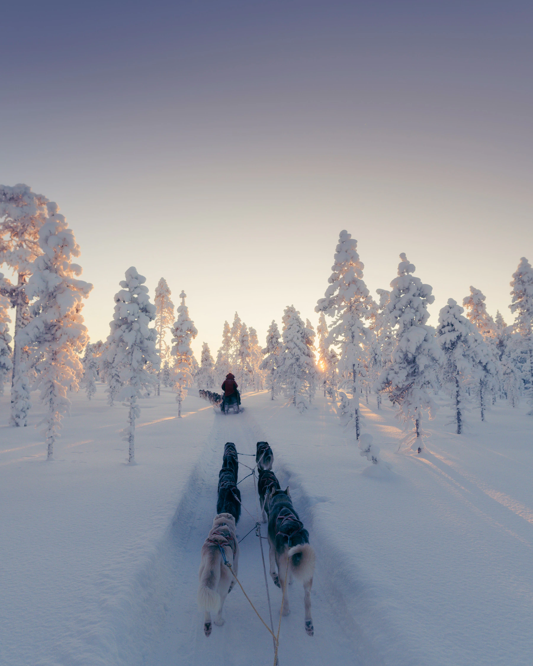 Sleddog
