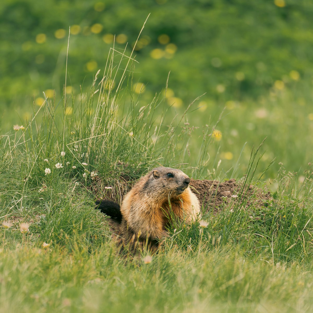 Maestra Montagna il progetto educativo dedicato alle gite scolastiche nelle Dolomiti