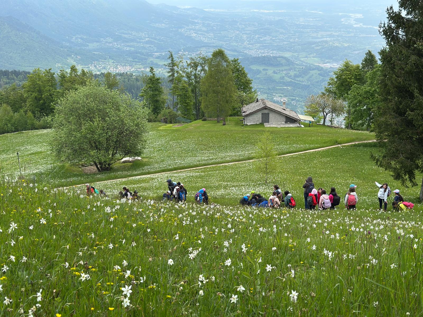 Escursione floreale sul Monte Avena